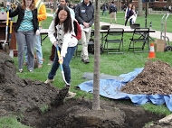 student adding soil to Arbor Day 2015 tree