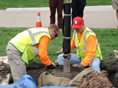 F&S tree surgeons preparing Arbor Day 2015 tree