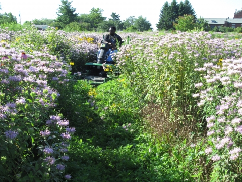 Mowing the paths