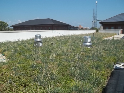 Green roof on the Yeh Center