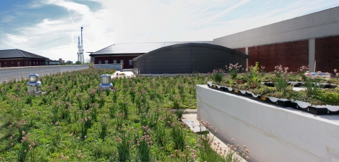 Newmark Green Roof, credit: Lisa Lauderdale