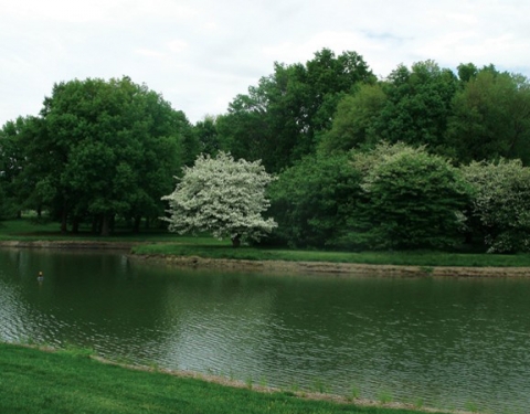 Native plantings at the Ponds