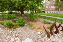 Red Oak rain garden