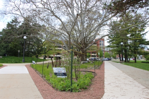 Red Oak Rain Garden view looking west