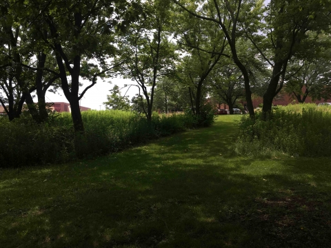 pedestrian path between low mow zones near trees