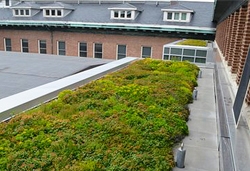 Lincoln Hall Courtyard Green Roof, showing moss-like greenery