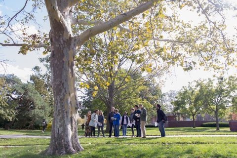 A group of people are gathered around a tree on the U of I campus during a tree walk tour. 