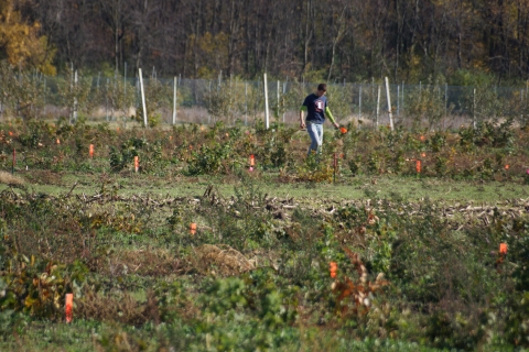 Woody Perennial Polyculture (WPP) Research Site